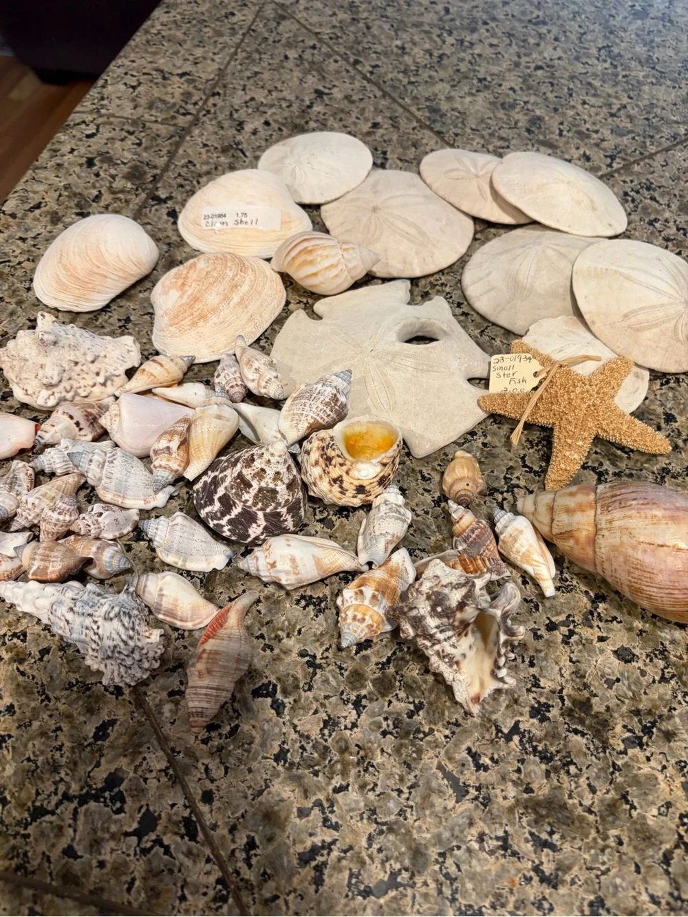 Natural Sea Shell Lot Starfish Sand Dollars Clam Shells Conch Shells